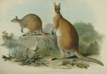 John Gould Macropodidae